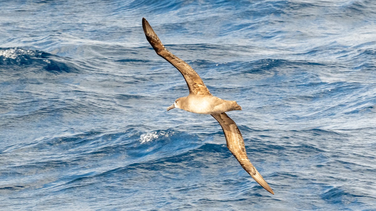 Albatros à pieds noirs - ML618018168