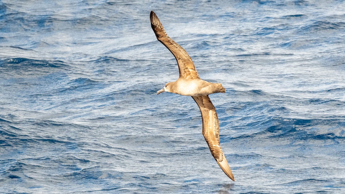 Albatros à pieds noirs - ML618018169