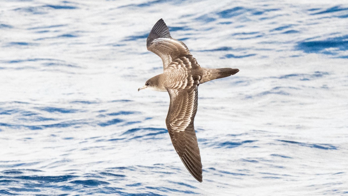 Wedge-tailed Shearwater - Steve McInnis