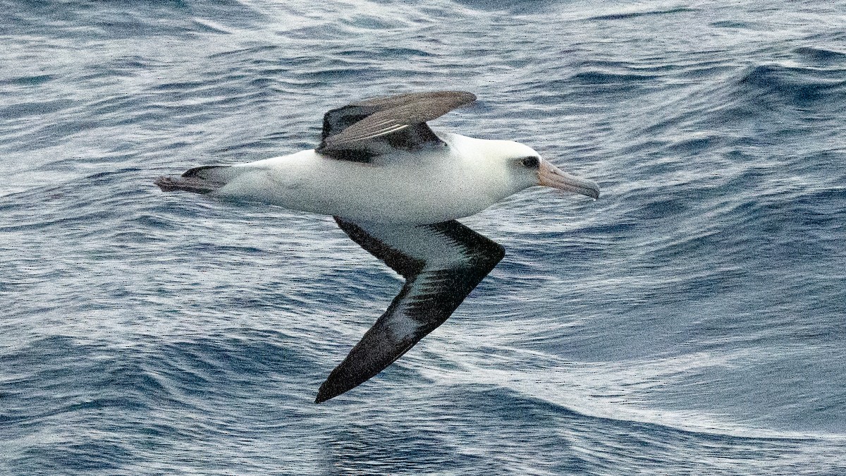 Albatros de Laysan - ML618018197