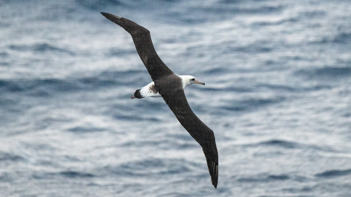 Темноспинный альбатрос - ML618018199