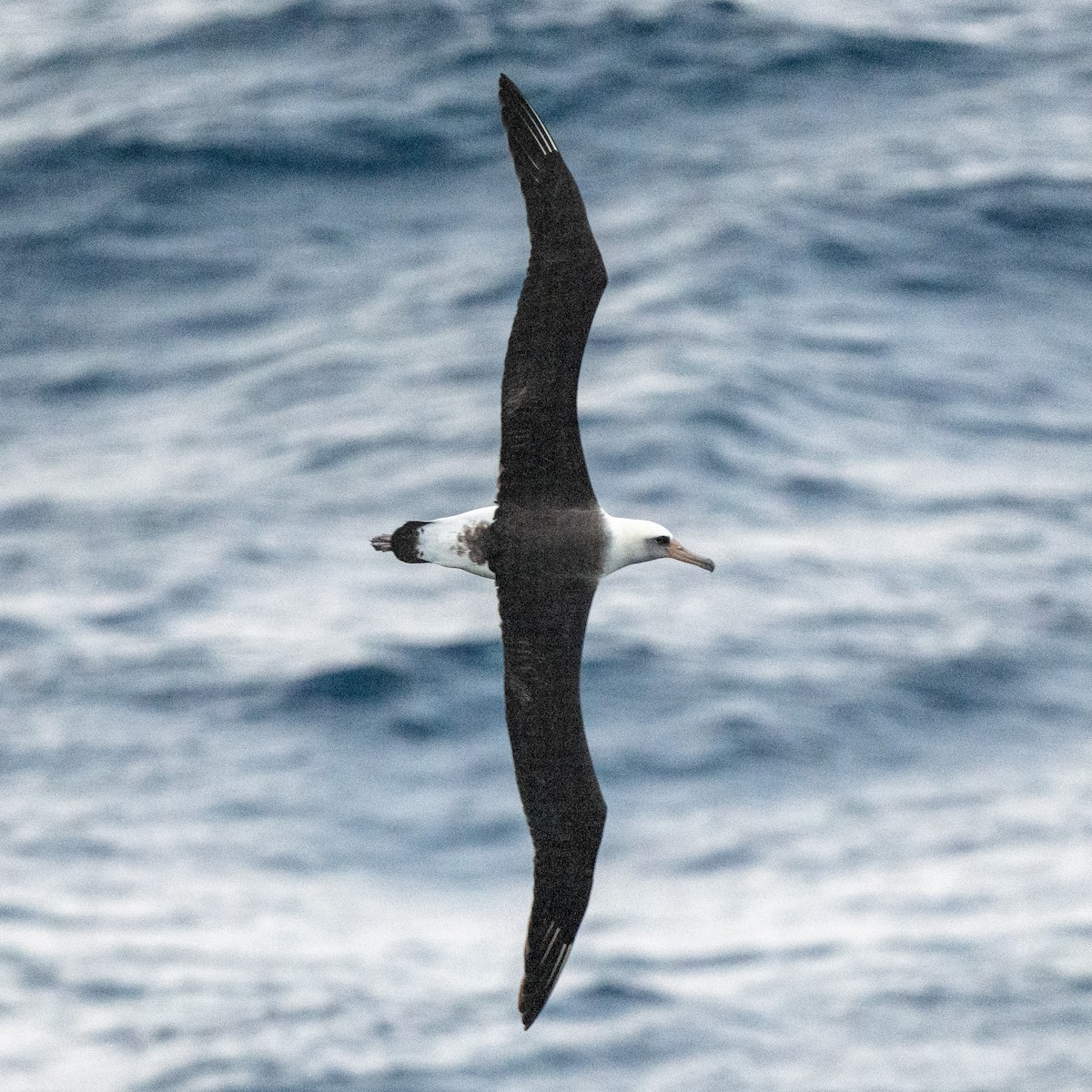 Laysan Albatross - Steve McInnis