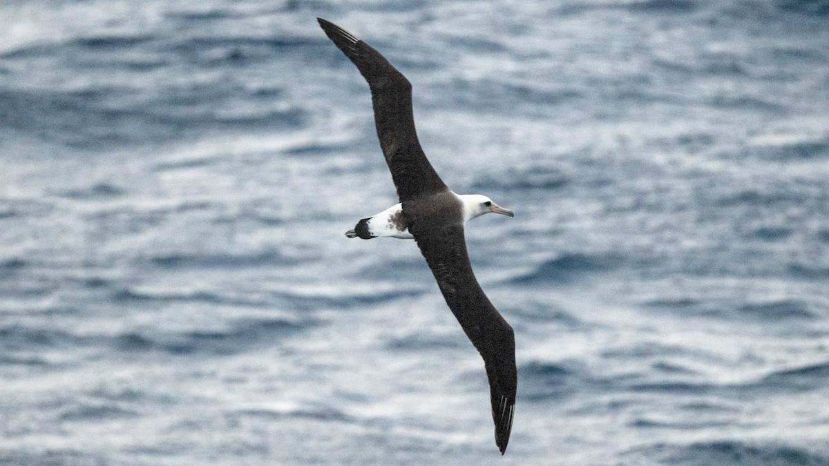 Albatros de Laysan - ML618018201