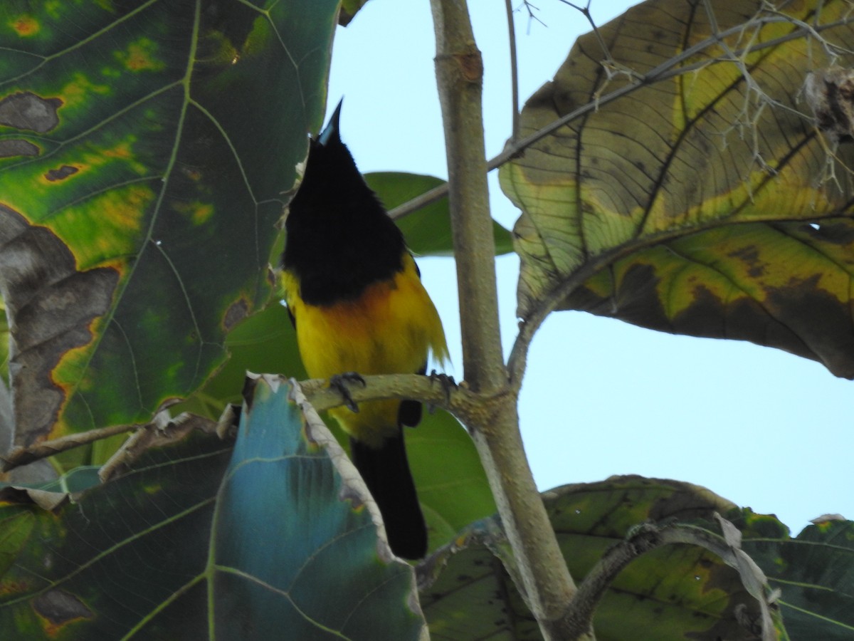 Black-cowled Oriole - ML618018217