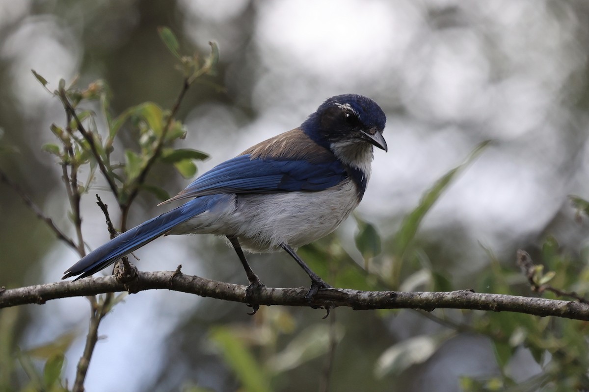 California Scrub-Jay - Ann Stockert