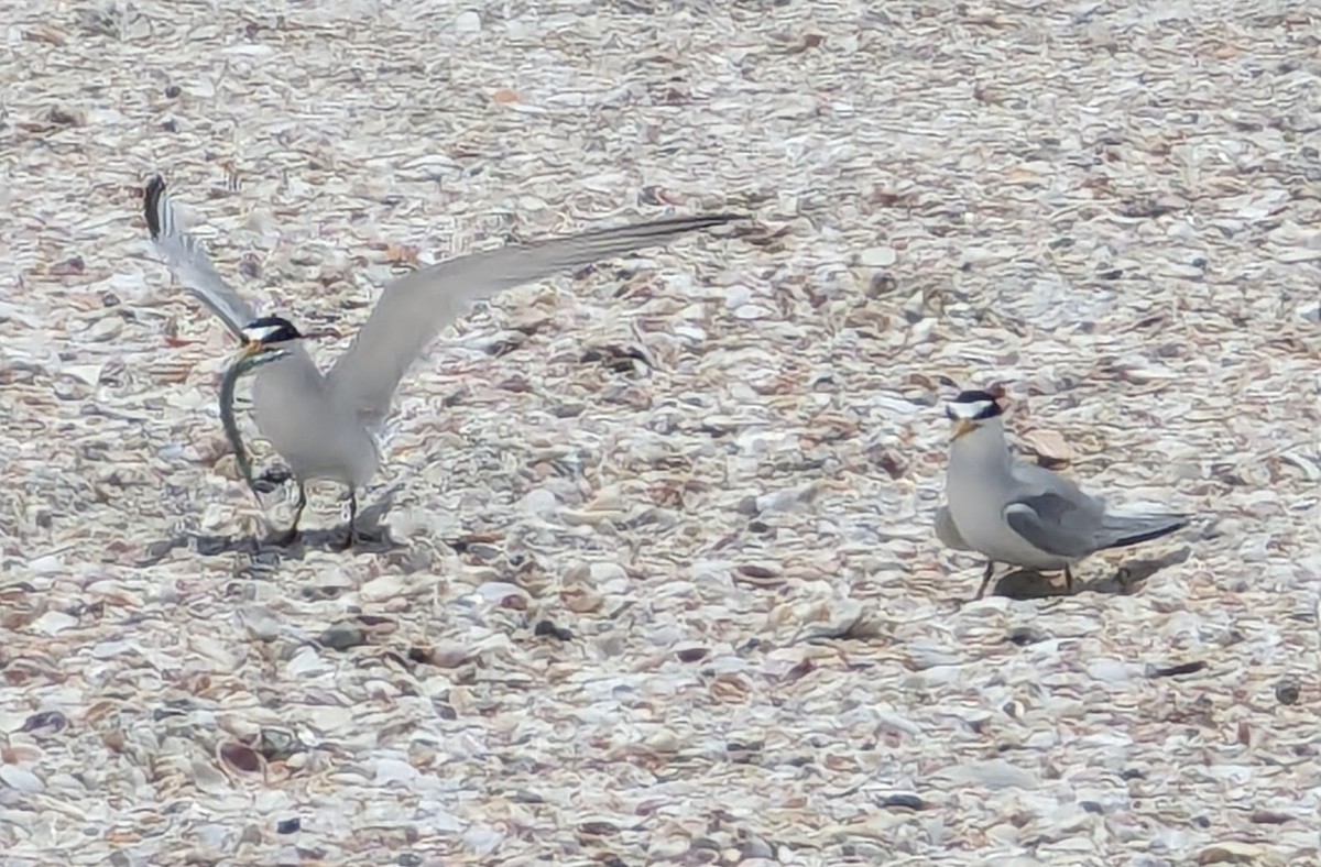 Least Tern - ML618018247