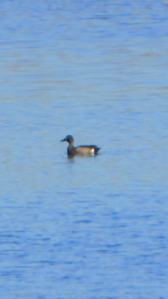 Blue-winged Teal - ML618018285
