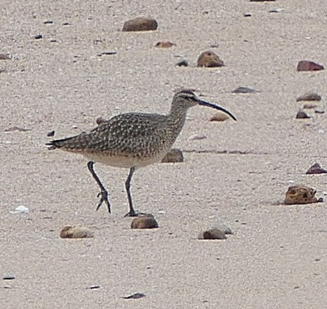 Hudsonian Whimbrel - ML618018303
