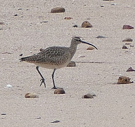 Whimbrel (Hudsonian) - ML618018303