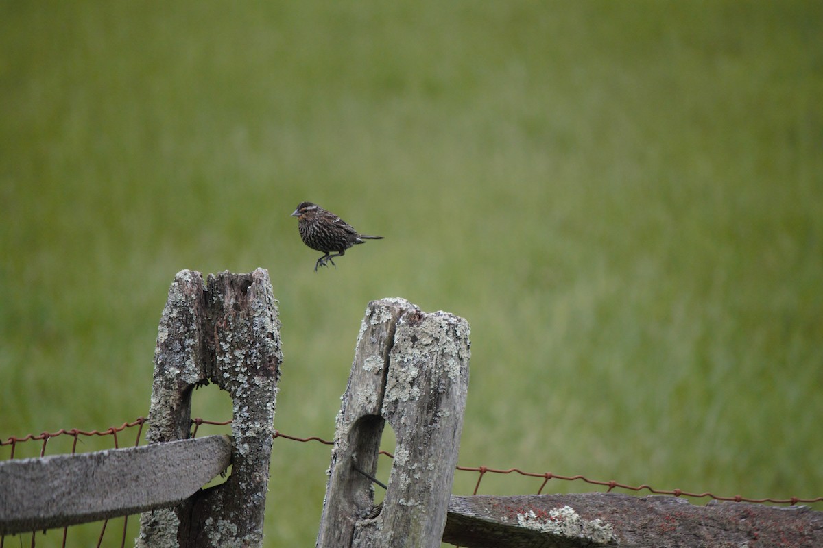 Red-winged Blackbird - ML618018323