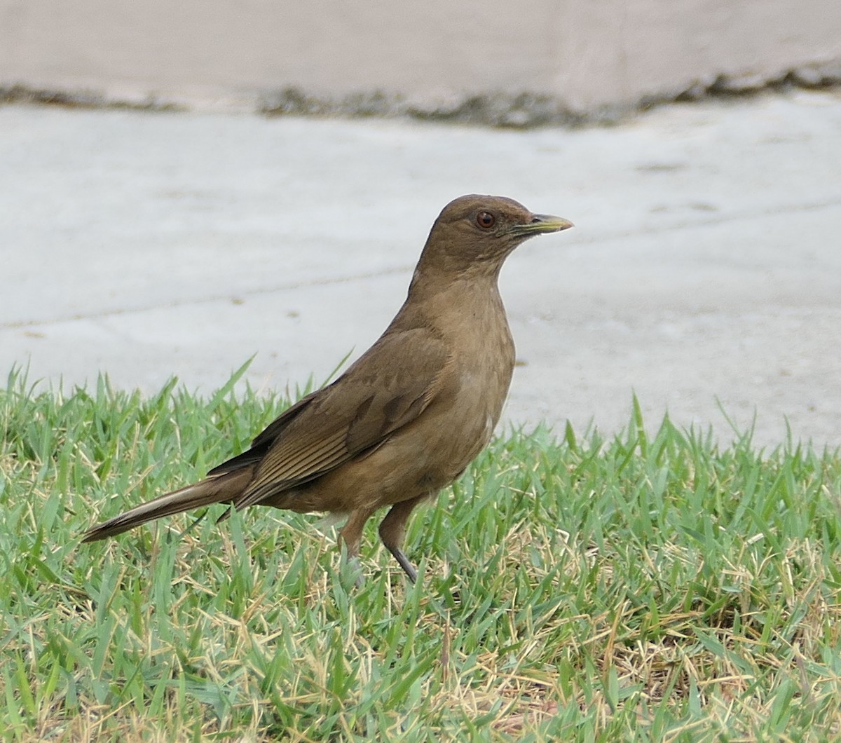 Clay-colored Thrush - ML618018348