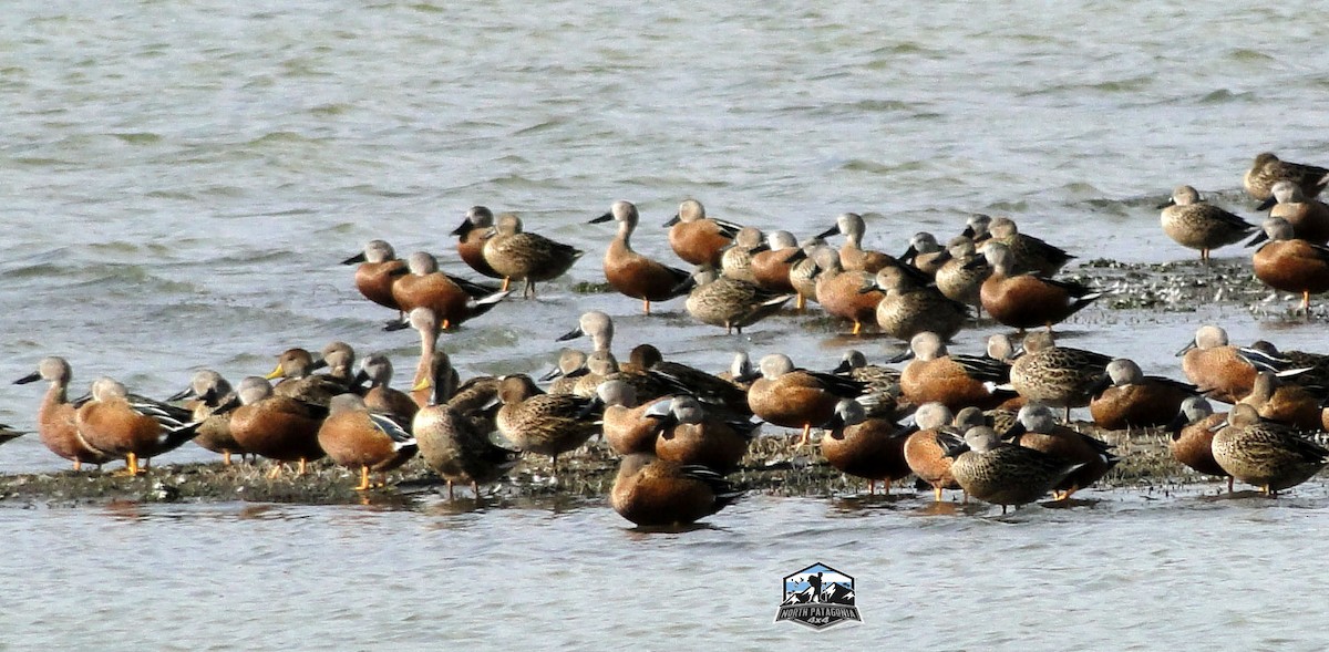 Crested Duck - ML618018365