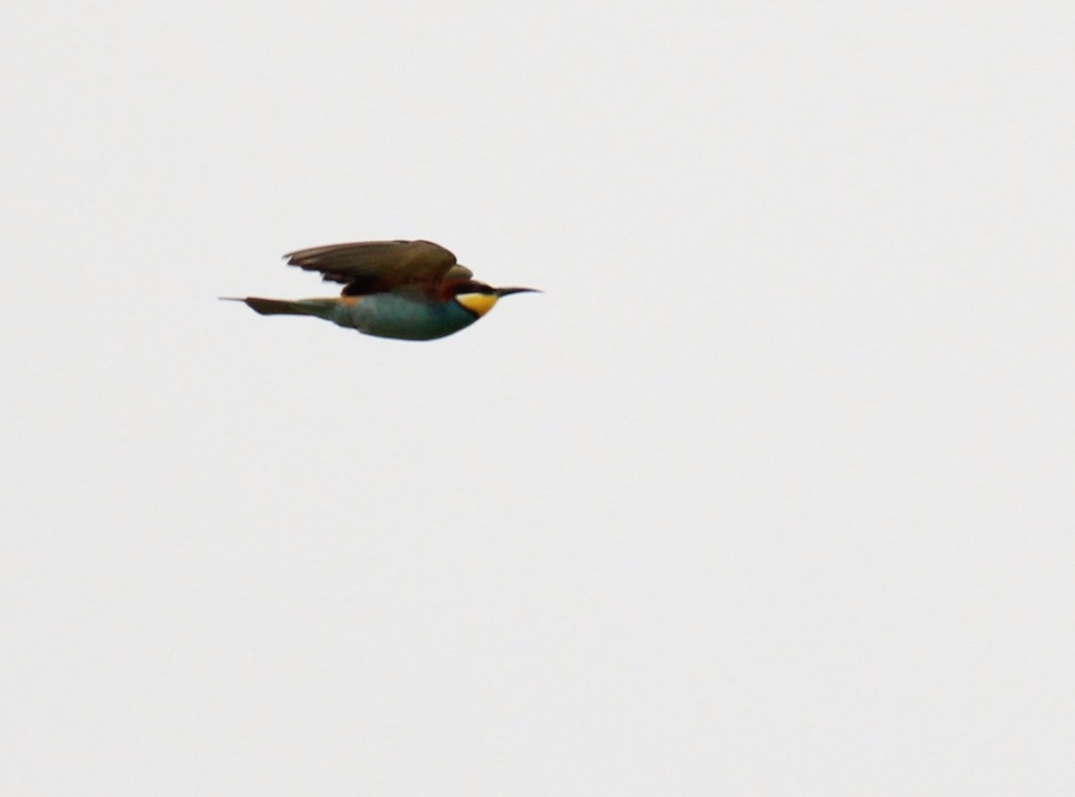 European Bee-eater - ML618018366