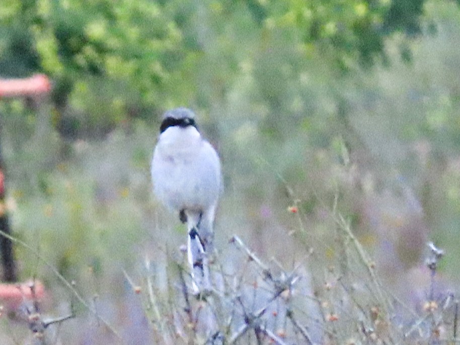 Loggerhead Shrike - ML618018381