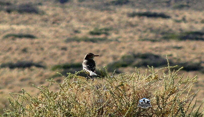 Gray-bellied Shrike-Tyrant - ML618018384