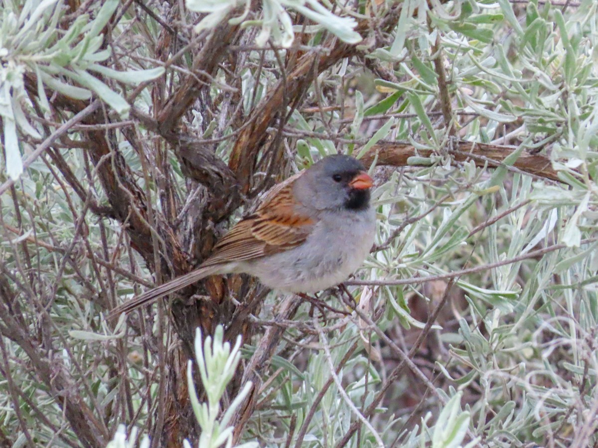 Black-chinned Sparrow - ML618018397