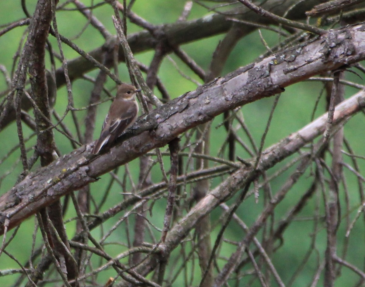 European Pied Flycatcher - ML618018415