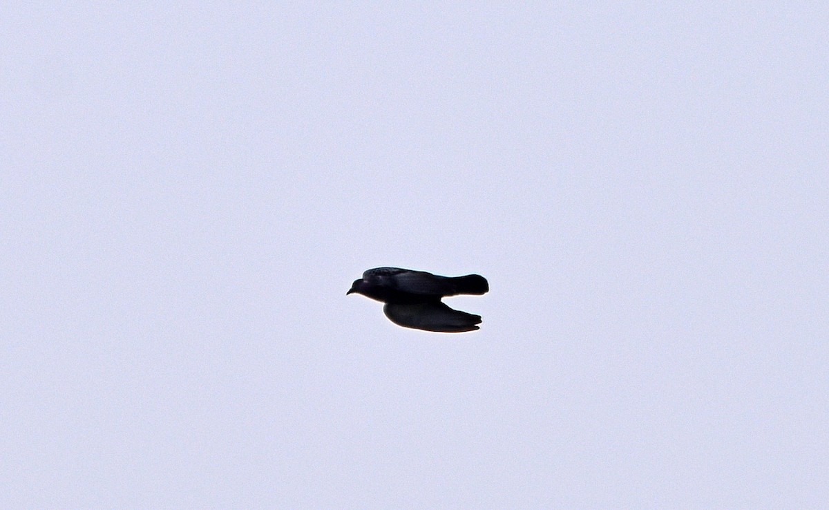 holub skalní (domácí) - ML618018419