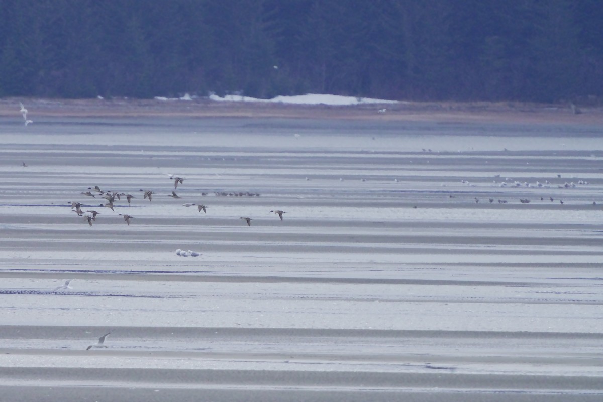 Northern Pintail - ML618018424