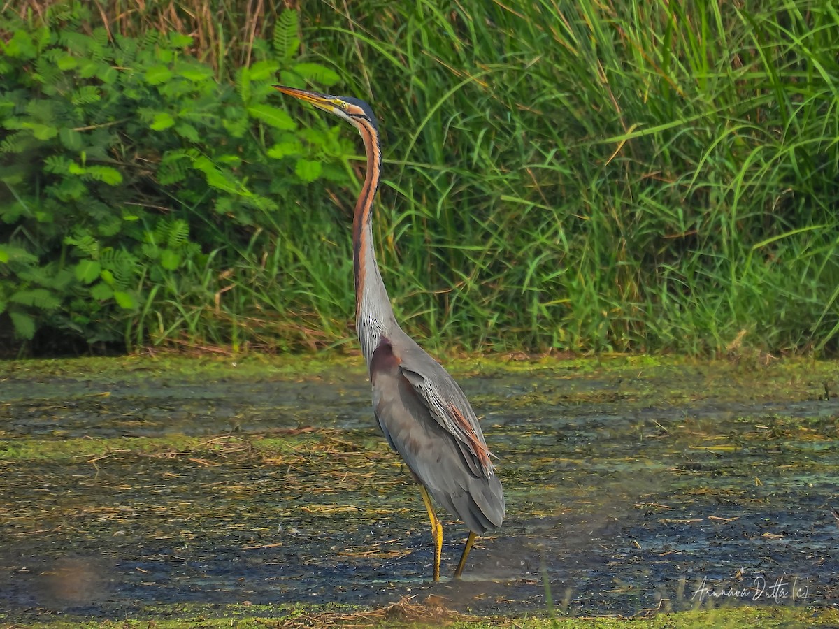 Purple Heron - ML618018427