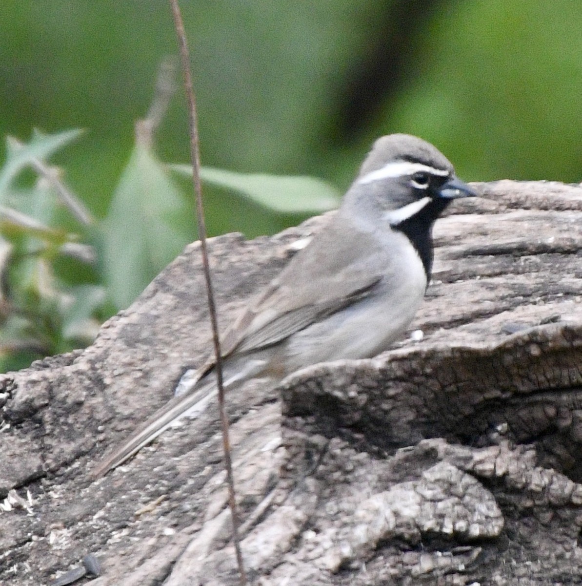 Black-throated Sparrow - ML618018440