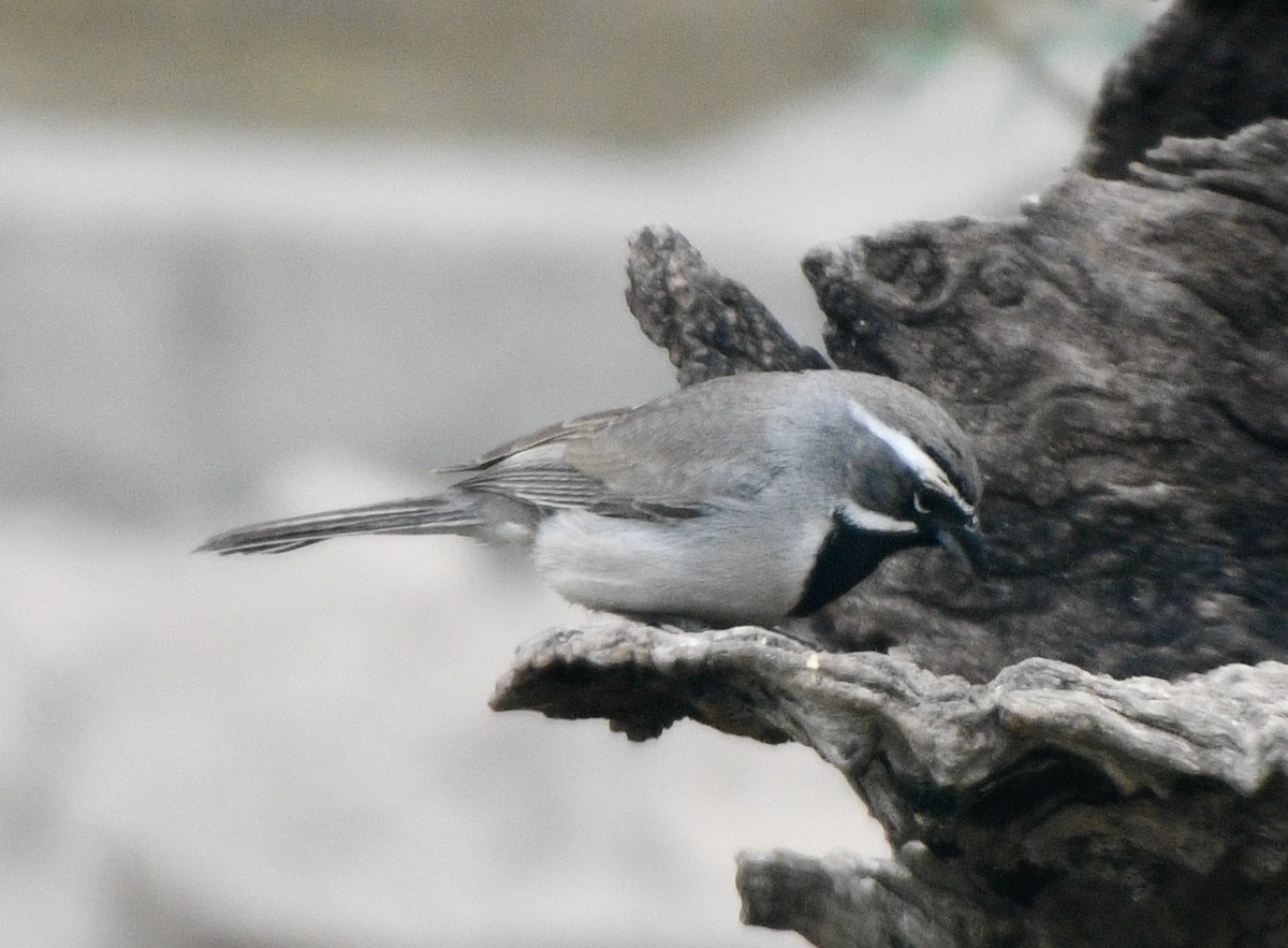 Black-throated Sparrow - ML618018441