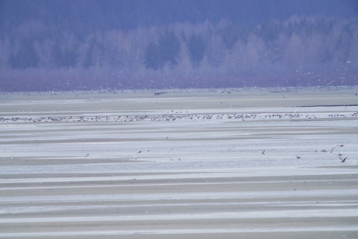 Northern Pintail - ML618018444