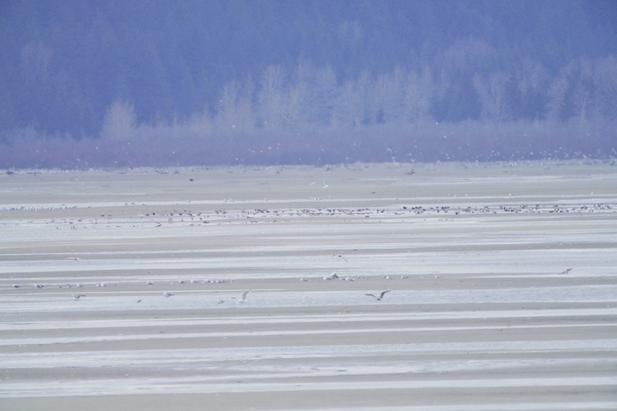 Northern Pintail - ML618018458