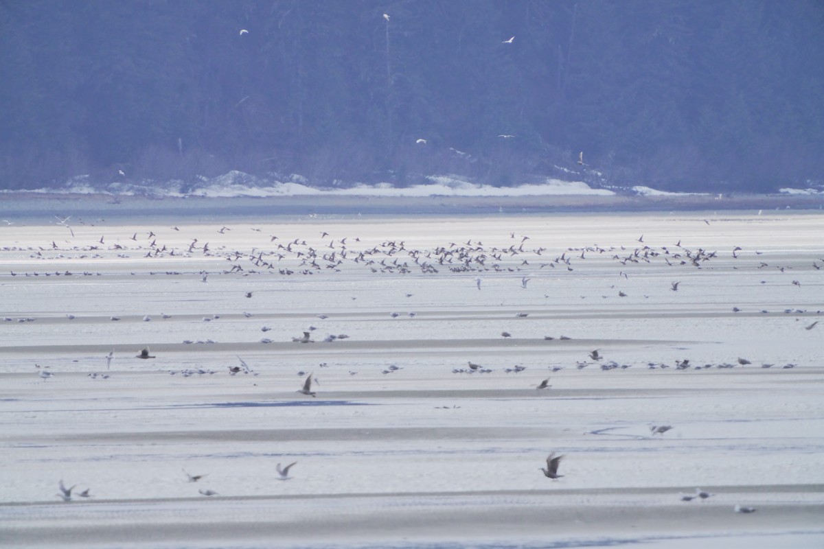 Northern Pintail - ML618018473