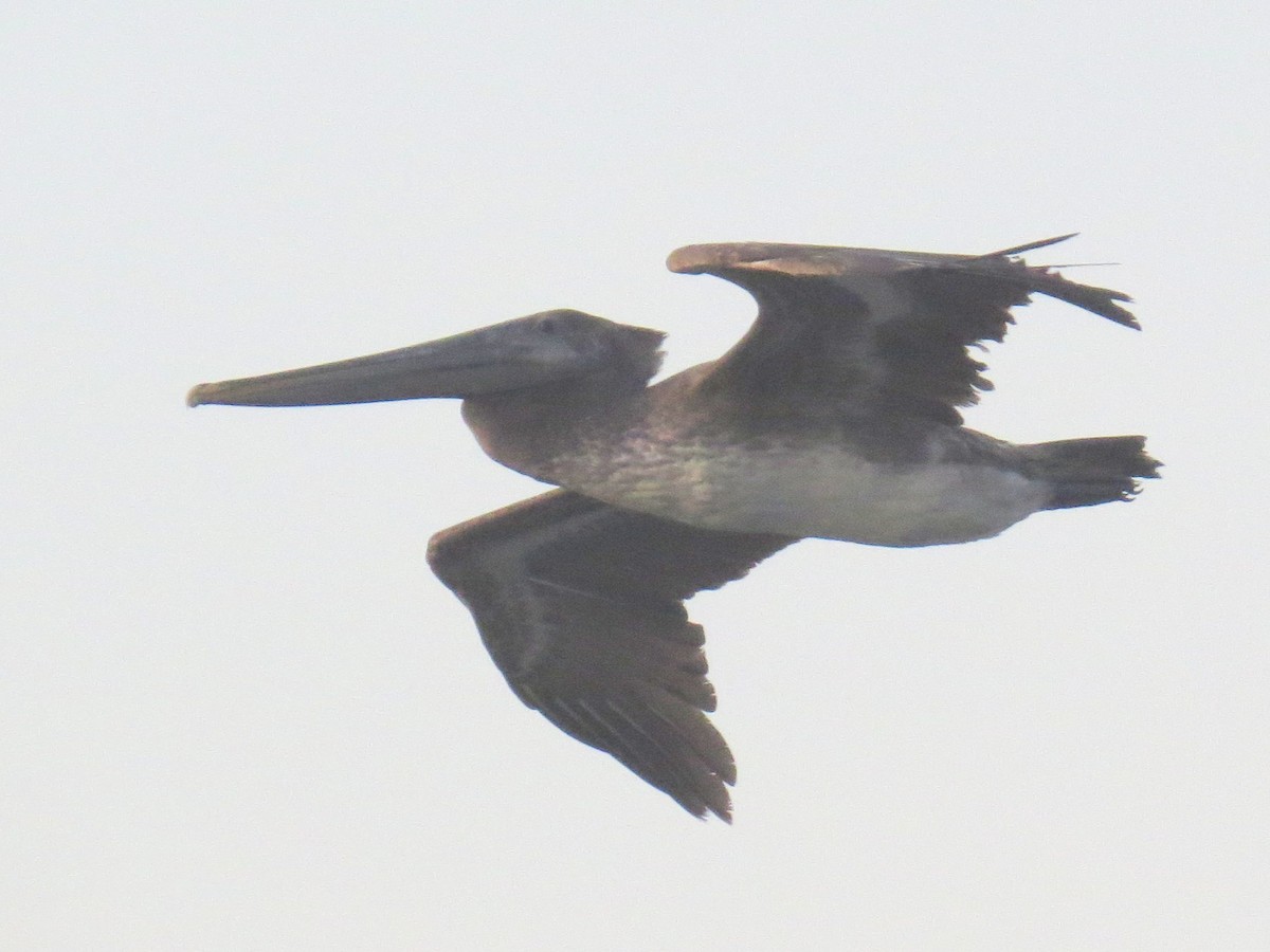 pelikán hnědý - ML618018502