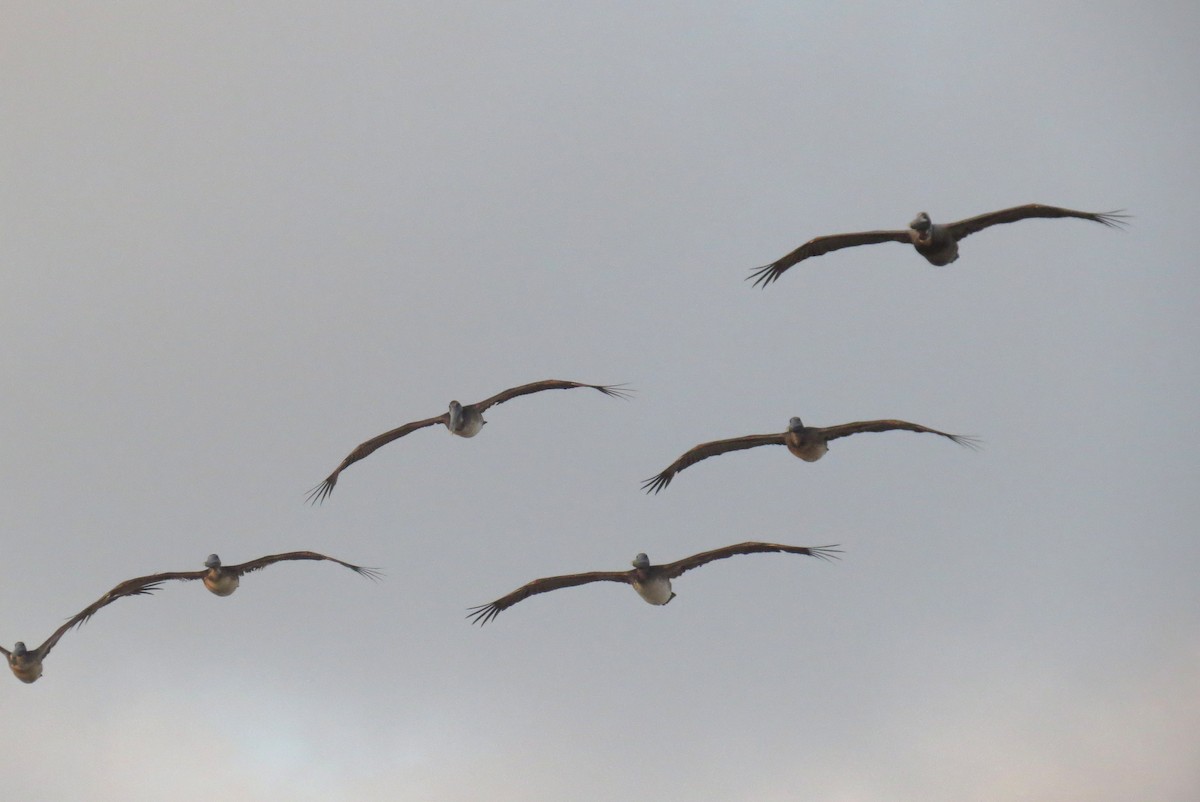 Brown Pelican - ML618018504