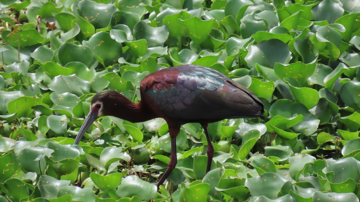 ibis americký - ML618018538