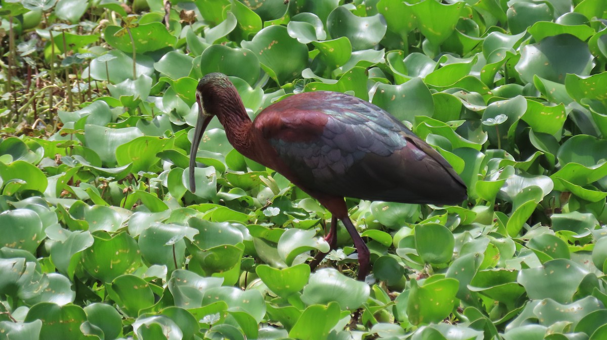 ibis americký - ML618018539
