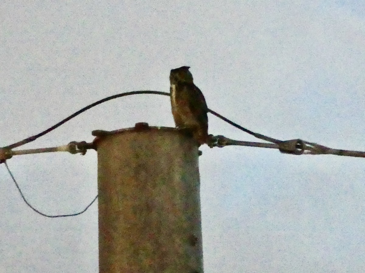 Great Horned Owl - Dennis Wolter