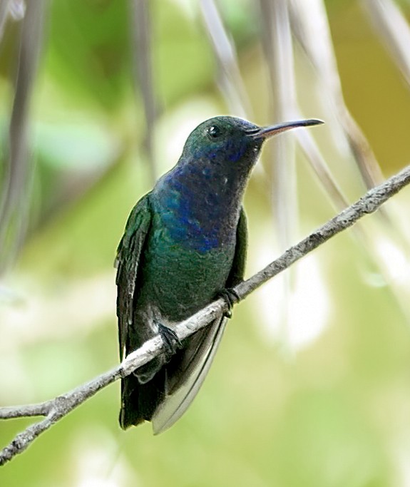 Sapphire-throated Hummingbird - ML618018588