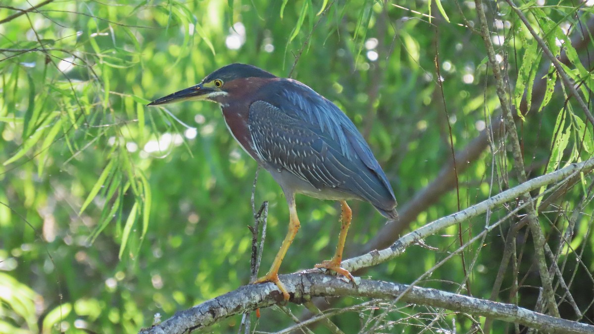 Green Heron - Carol Bell