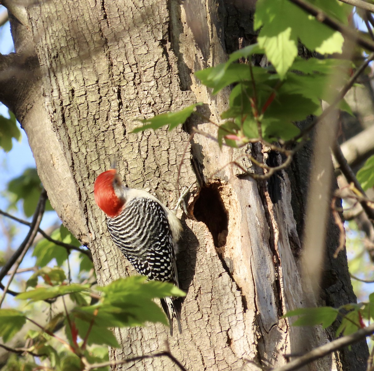 Red-bellied Woodpecker - ML618018660
