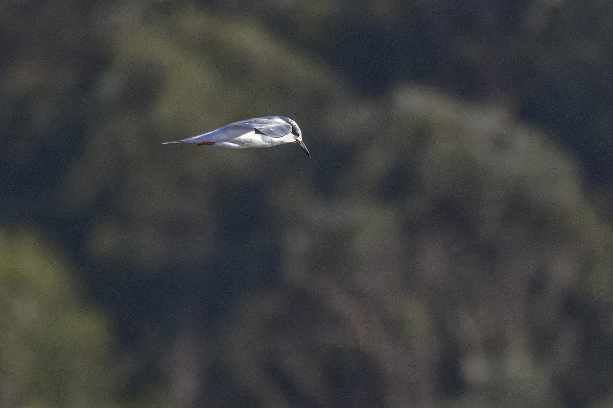 Forster's Tern - Bob Church