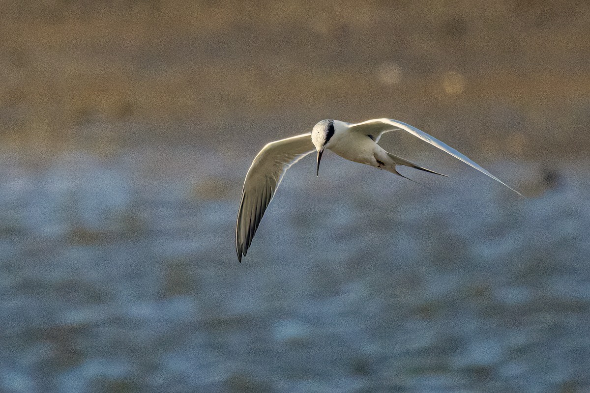 Forster's Tern - ML618018669