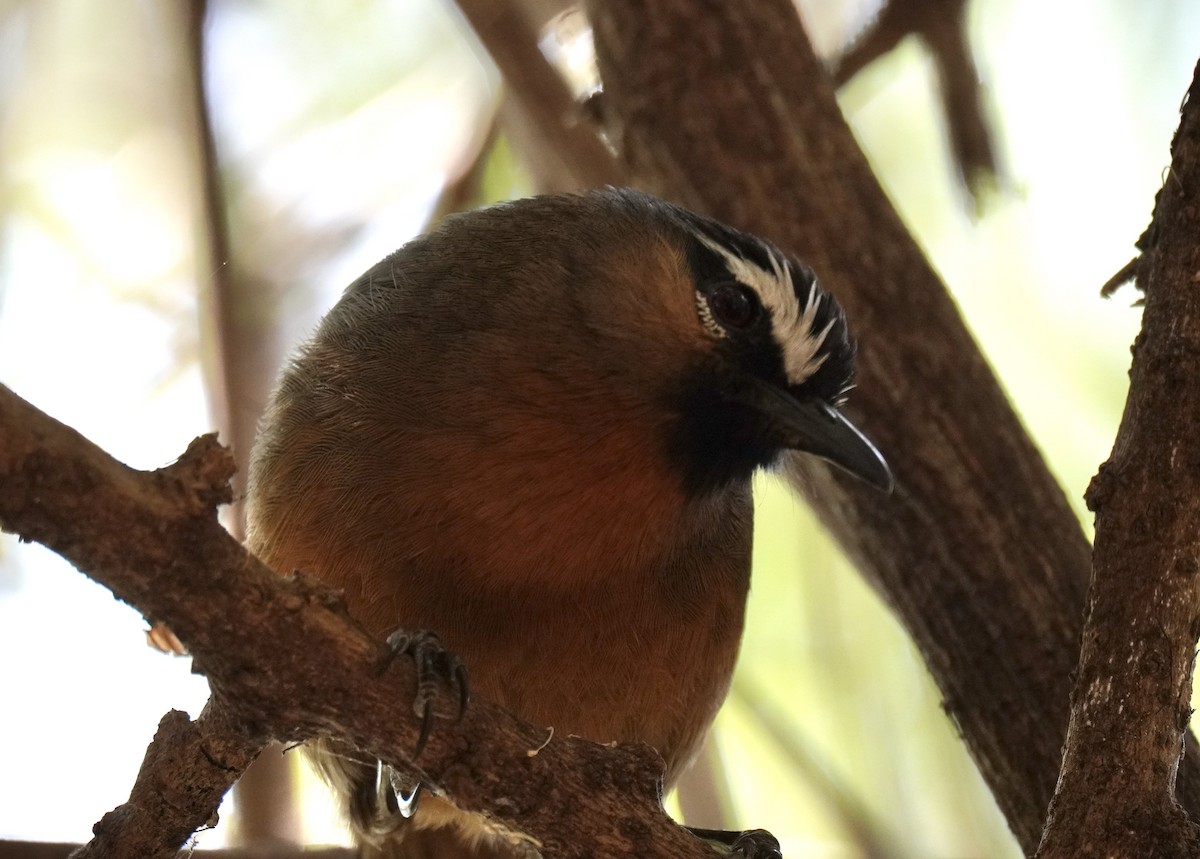 Nilgiri Laughingthrush - ML618018674