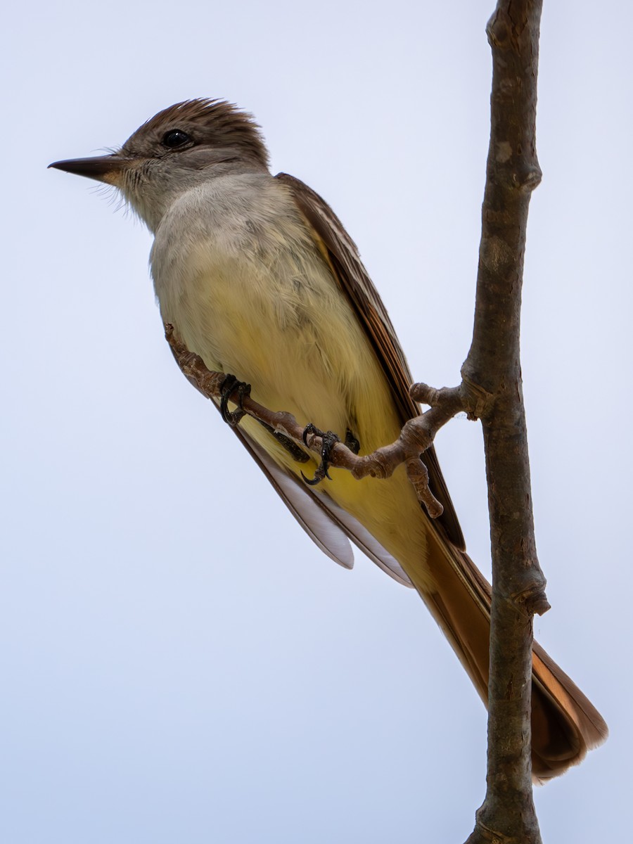 Ash-throated Flycatcher - Cathy Tucker