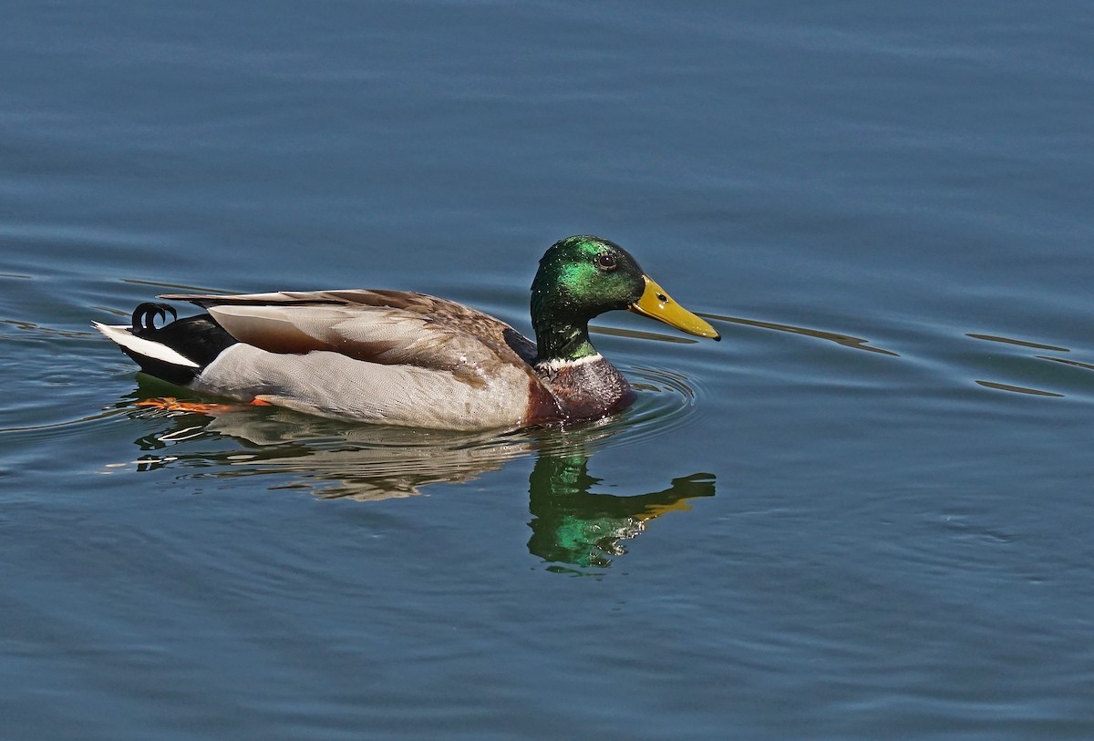 Mallard - ML618018793