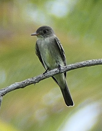 Western/Eastern Wood-Pewee - ML618018803