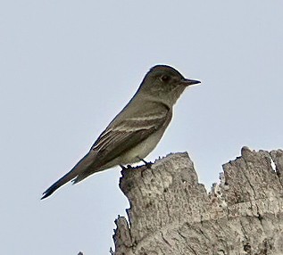 Western/Eastern Wood-Pewee - ML618018813