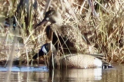 Blue-winged Teal - ML618018822