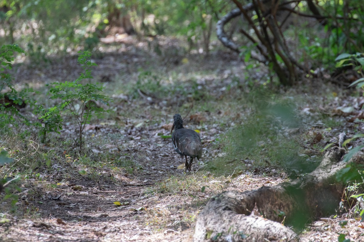 Wattled Ibis - ML618018877