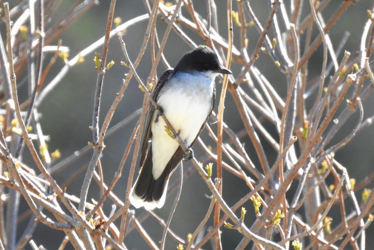 Eastern Kingbird - ML618018881