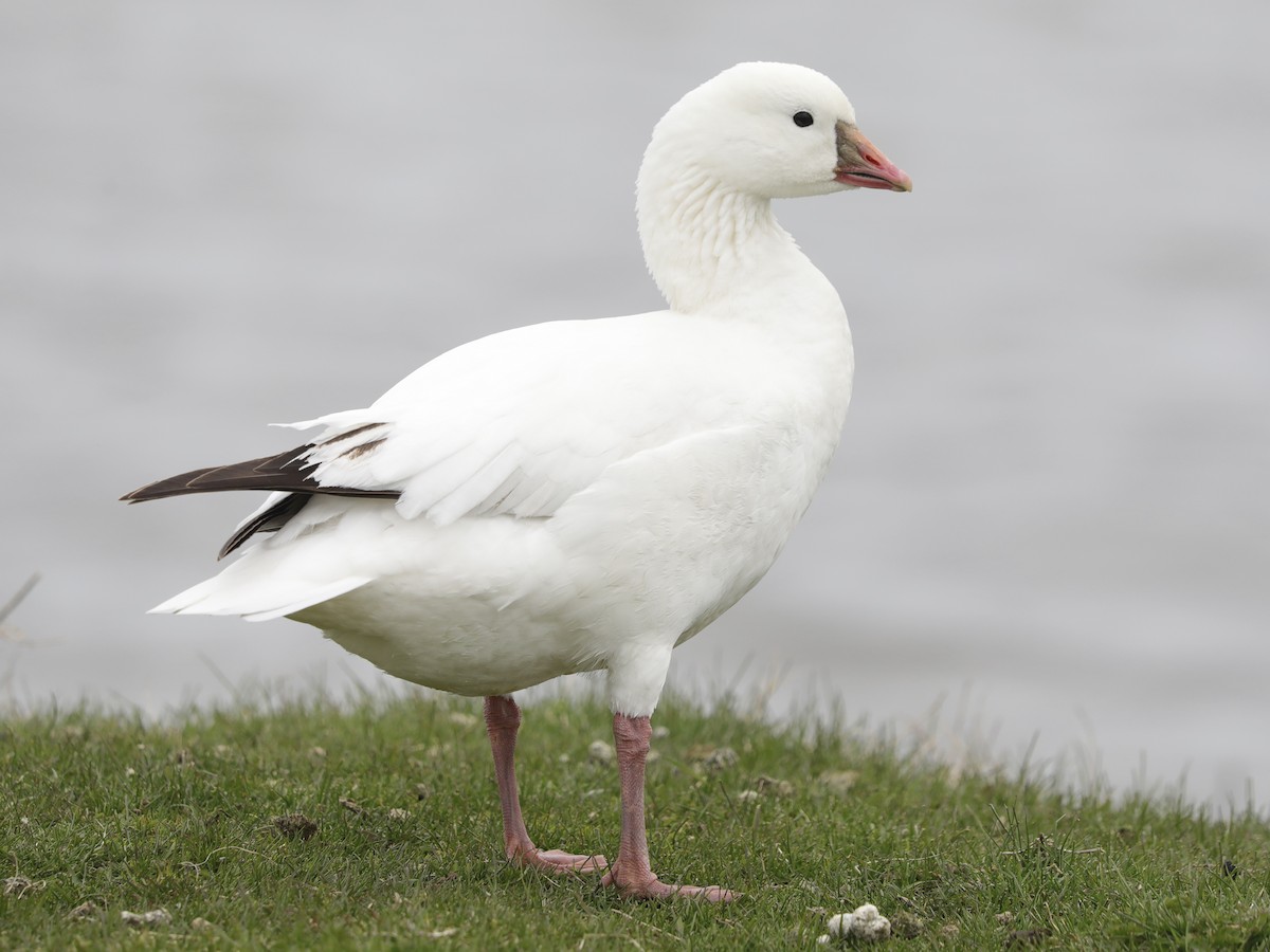 Ross's Goose - ML618018882