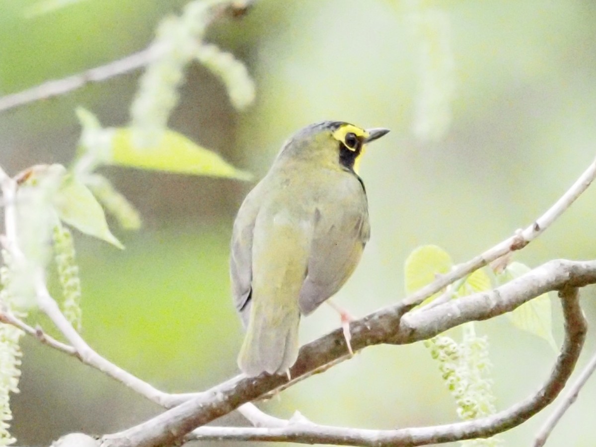 Kentucky Warbler - ML618018899