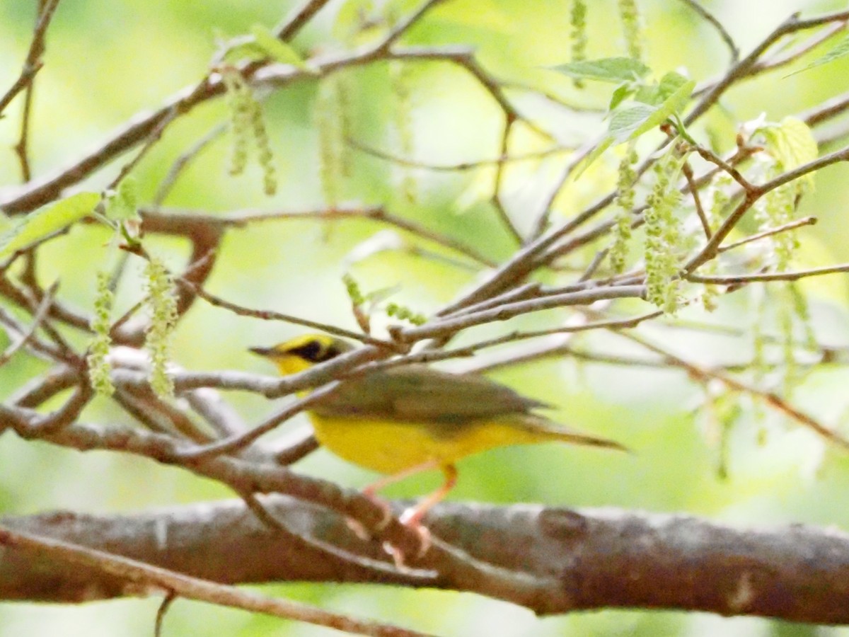 Kentucky Warbler - ML618018913